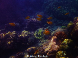 Tang Fish... island of Lanai, Hawaii. by Alison Ranheim 